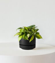 Philodendron Brasil - Image 4