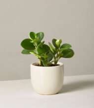 Cuddly Cactus - Image 3